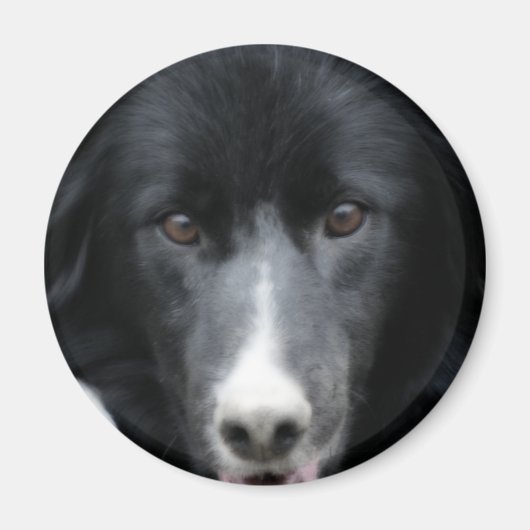 Schwarzer Border-Collie-Gesichts-Hundemagnet Magnet (Vorne)