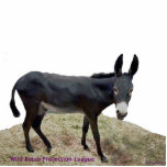 Schwarzer Burro Photosculpture Freistehende Fotoskulptur<br><div class="desc">Unterzeichnen Sie bitte diese Petition: http://www.change.org/petitions/texas-stop-killing-wild-burros __________________________________________________________________________________________________________, warum dieses wichtig ist? ... ... ... ... ... ... ... ... ... ... ... ... ... ... ... ... ... ... ... ... ... ... ... .. Weniger als 300 wilde Burros bleiben, aber Texasparks und -wild lebende Tiere beabsichtigen, diese national geschützten...</div>