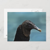 Schwarzer Buzzard Postkarte (Vorne/Hinten)