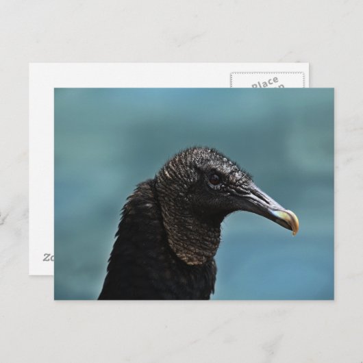 Schwarzer Buzzard Postkarte (Vorne/Hinten)