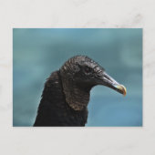 Schwarzer Buzzard Postkarte (Vorderseite)