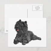 Schwarzer Cairn Terrier Postkarte (Vorne/Hinten)