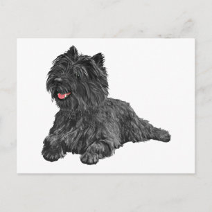 Schwarzer Cairn Terrier Postkarte