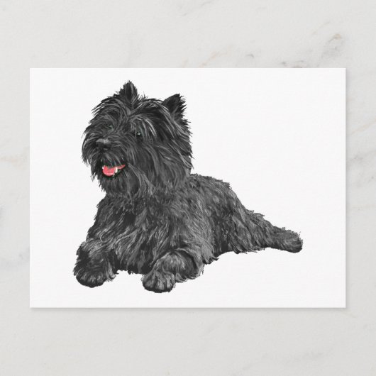 Schwarzer Cairn Terrier Postkarte (Vorderseite)