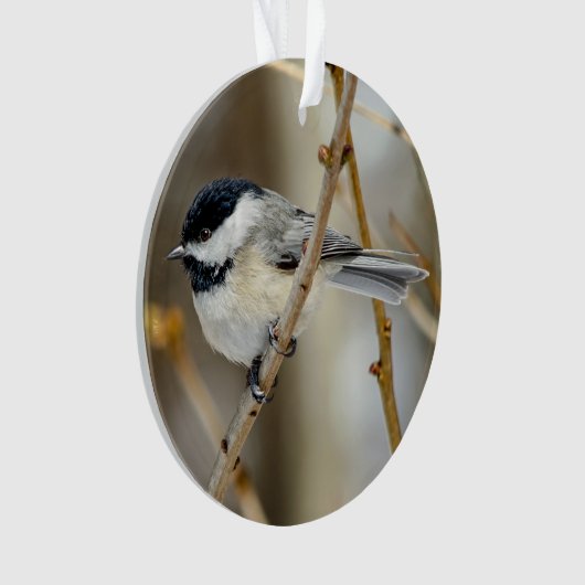 Schwarzer Chickadee Akrylorischer Ornament (Vorderseite)
