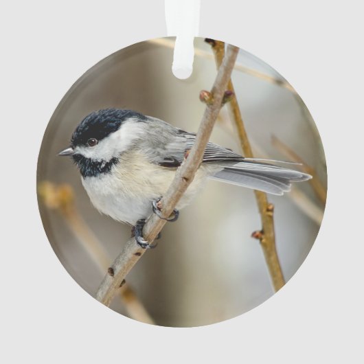 Schwarzer Chickadee Akrylorischer Ornament (Rückseite)