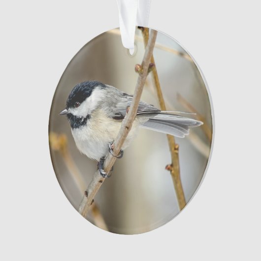 Schwarzer Chickadee Akrylorischer Ornament (Vorderseite)