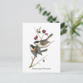 Schwarzer Chickadee, John Audubon Postkarte (Stehend Vorderseite)