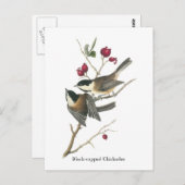 Schwarzer Chickadee, John Audubon Postkarte (Vorne/Hinten)