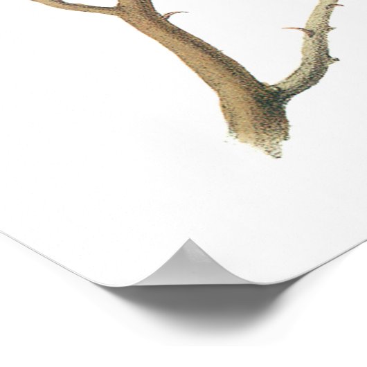 Schwarzer Chickadee von Audubon Poster (Ecke)