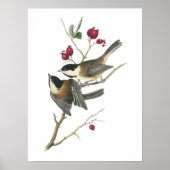 Schwarzer Chickadee von Audubon Poster (Vorne)