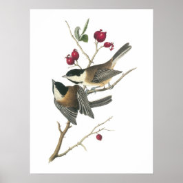 Schwarzer Chickadee von Audubon Poster