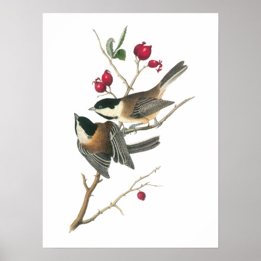 Schwarzer Chickadee von Audubon Poster (Vorne)