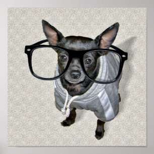 Schwarzer Chihuahua mit Glass-Foto Poster