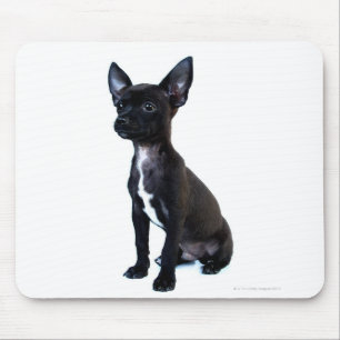 Schwarzer Chihuahua-Welpe Mousepad