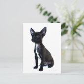 Schwarzer Chihuahua-Welpe Postkarte (Stehend Vorderseite)