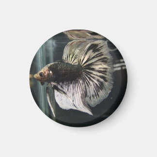 Schwarzer Dalmatiner Magnet