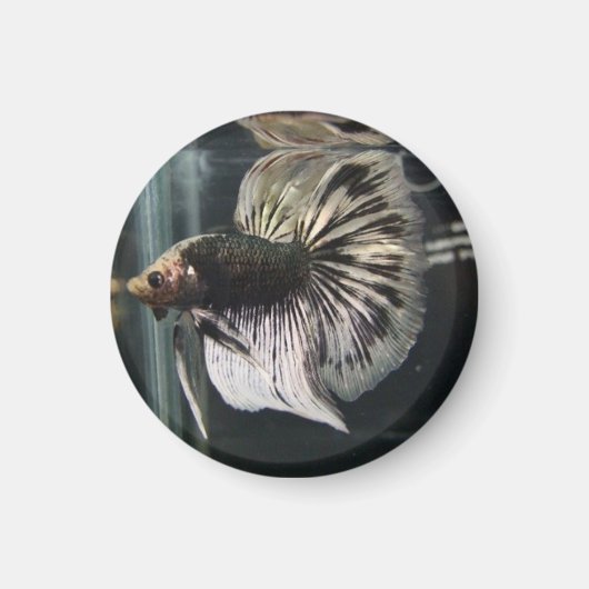 Schwarzer Dalmatiner Magnet (Vorne)