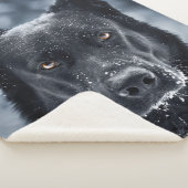 Schwarzer Deutscher Schäferhund Sherpadecke (3/4)