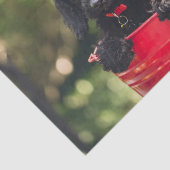 Schwarzer Doodle Welpe in einem roten Eimer Seidenpapier (Ausschnitt)