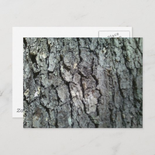 Schwarzer Eichenbaum Postkarte (Vorne/Hinten)