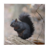 Schwarzer Eichhörnchen Fliese (Vorderseite)