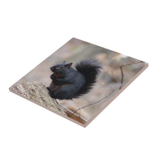 Schwarzer Eichhörnchen Fliese (Seite)