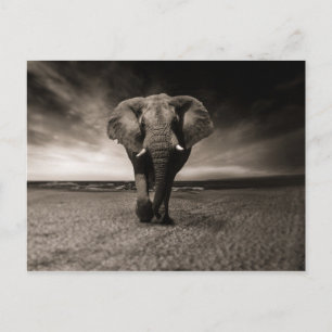Schwarzer Elefant Postkarte