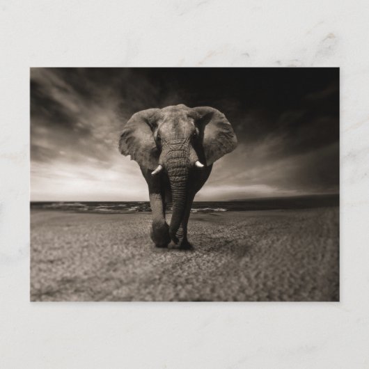 Schwarzer Elefant Postkarte (Vorderseite)