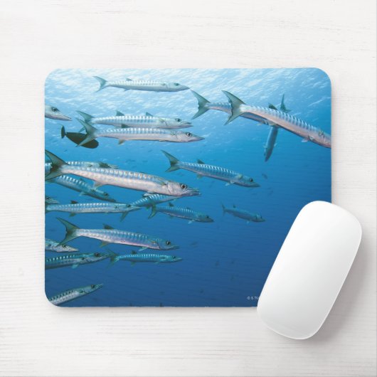 Schwarzer Fisch-Barracuda-Schule (Sphyraena qenie) Mousepad (Mit Mouse)