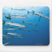 Schwarzer Fisch-Barracuda-Schule (Sphyraena qenie) Mousepad (Vorne)
