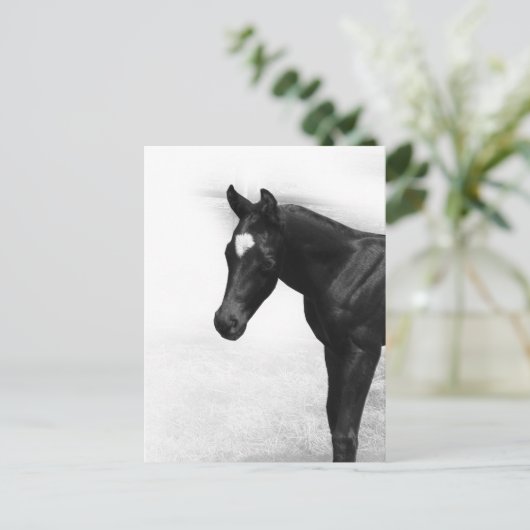 Schwarzer Foal Postkarte (Stehend Vorderseite)