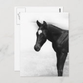 Schwarzer Foal Postkarte (Vorne/Hinten)