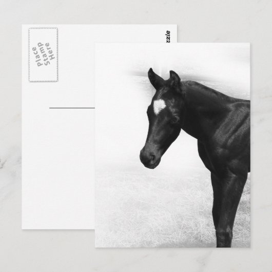 Schwarzer Foal Postkarte (Vorne/Hinten)