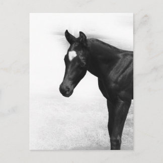 Schwarzer Foal Postkarte
