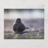 Schwarzer Foto Postkarte (Vorderseite)