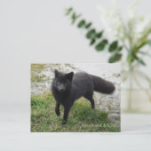 Schwarzer Fox auf der Insel Unalaska Postkarte (Stehend Vorderseite)