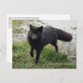 Schwarzer Fox auf der Insel Unalaska Postkarte (Vorne/Hinten)