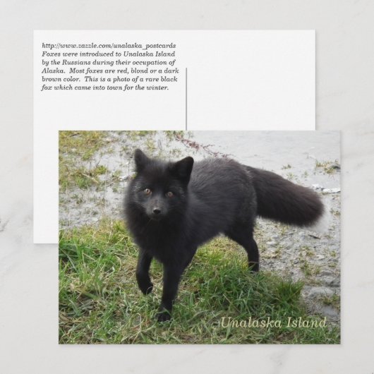 Schwarzer Fox auf der Insel Unalaska Postkarte (Vorne/Hinten)