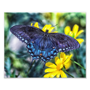 Schwarzer Frackschmetterling auf gelben Blumen Fotodruck