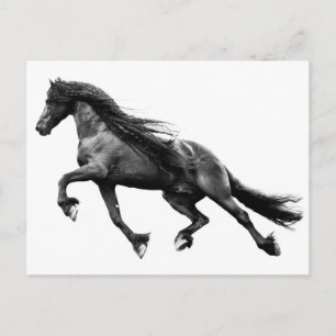 Schwarzer Friesianhengst - Pommes Frites Postcard Postkarte
