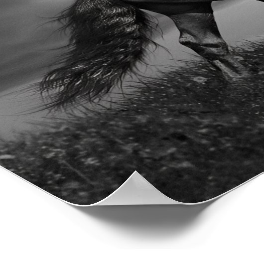 Schwarzer Friesischer Stallion Prancing durch das  Poster (Ecke)