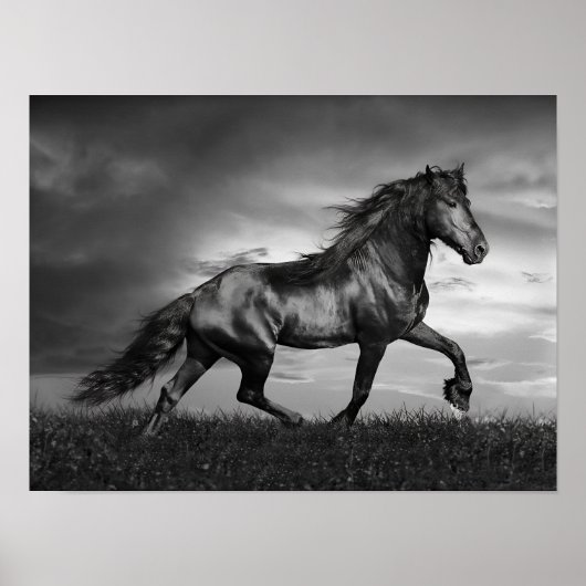 Schwarzer Friesischer Stallion Prancing durch das  Poster (Vorne)
