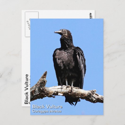 Schwarzer Geier Postkarte (Vorne/Hinten)