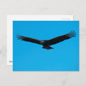 Schwarzer Geier Postkarte (Vorne/Hinten)