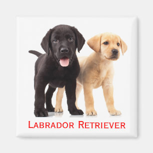 Schwarzer gelber Labrador Retriever Welpe Magnet