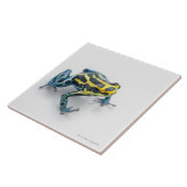 Schwarzer, gelber und blauer Gift-Pfeil-Frosch Fliese (Seite)