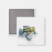 Schwarzer, Gelber und Blauer Giftfrösch Magnet (Vorderseite/Rückseite)