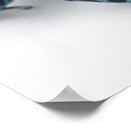 Schwarzer, Gelber und Blauer Giftfrösch Poster (Ecke)