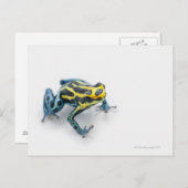 Schwarzer, Gelber und Blauer Giftfrösch Postkarte (Vorne/Hinten)